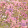 夕陽に染まる秋桜３