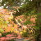 紅葉狩り