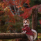愛犬との秋探し