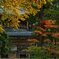 紅葉の中で・・祈る