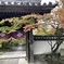 色付きは決めた境内