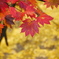 鳴子峡の紅葉