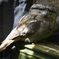 Adelaide_Zoo_1