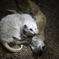Adelaide_Zoo_2