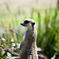 Adelaide_Zoo_3