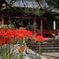 太平寺の曼珠沙華