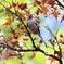 紅葉にエナガ
