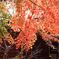 高野山の紅葉3
