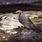 鵯ちゃんの水浴び場