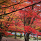土津神社の紅葉