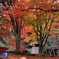 和傘と紅葉