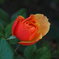 PENTACON50㎜ F1.8 MC