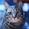 うちの猫"ボス"
