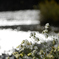 DSC_7918_00001