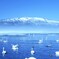 白鳥の湖　屈斜路湖