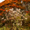 紅葉前の白い植物