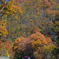 紅葉～Autumn leaves