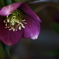 sonyMACRO2.8/50