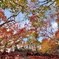 瑞宝寺公園の紅葉
