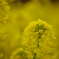 黄色の花
