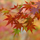 お寺の紅葉