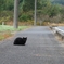 散歩道 216
