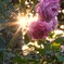 煌めきと秋薔薇
