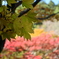 Z30で紅葉狩り