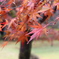 雨上がりの紅葉狩り。