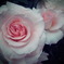 甘い薔薇
