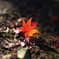 今年の紅葉も残すところ僅か