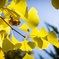 Indian summer