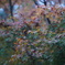 高尾山の紅葉色づき始め