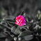 ひとつの花