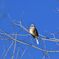 Singing in the Blue Sky   　　DSC_5176