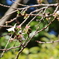 冬桜