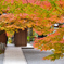 大興善寺2021　11月-6　紅葉に境内広場と仁王門