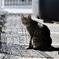 野良猫を追いかけて