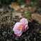 ツバキの花