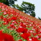 花の丘から