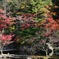 紅葉真っ盛り