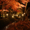 紅葉1