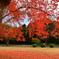 今年の紅葉も綺麗でした。ハナノキ紅葉。