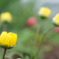 庭に咲く花２