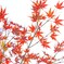紅葉③