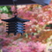 R5.11　紅葉①