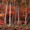 紅葉、燃えるとき (658T)