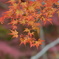 山の紅葉