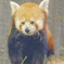 レッサーパンダ
