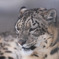 ユキヒョウ